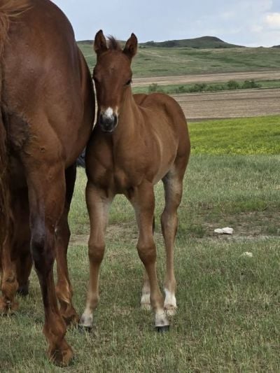 Top Gun Wolfman JW <BR>AQHA PENDING